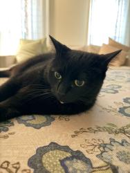Lost Female Cat last seen Home Depot, Madison, MS 39110