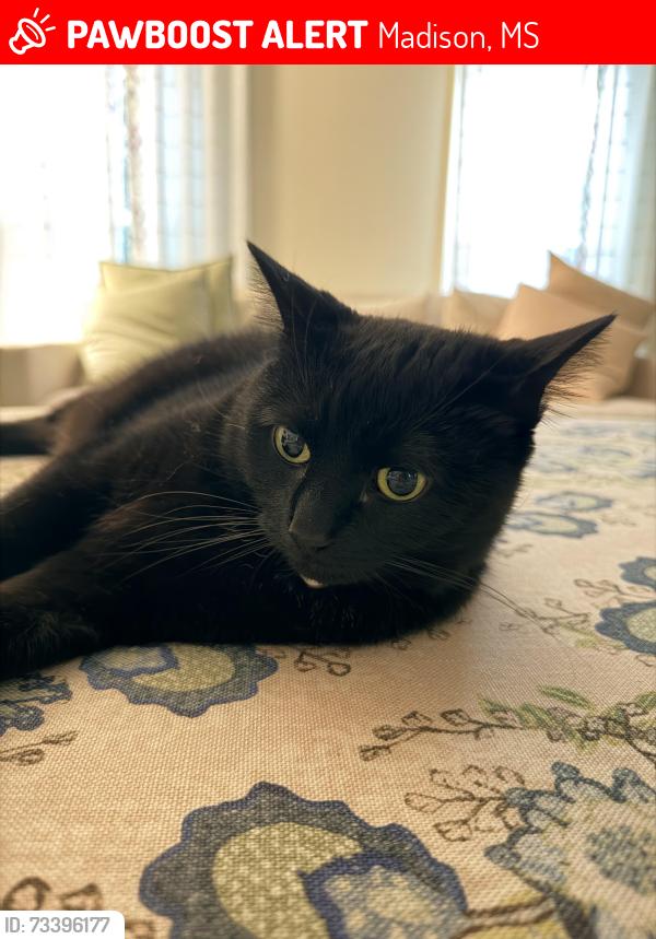 Lost Female Cat last seen Home Depot, Madison, MS 39110