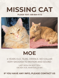 Reunited Male Cat last seen Ash Ave and grove st, Marysville, WA 98270
