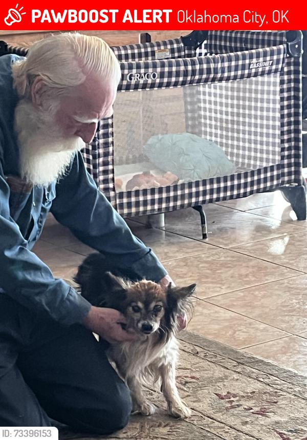 Lost Male Dog last seen Indian Hills road, Oklahoma City, OK 73170