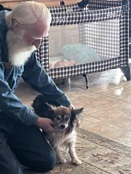 Lost Male Dog last seen Indian Hills road, Oklahoma City, OK 73170