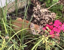 Found/Stray Unknown Cat last seen Brenhaven Blvd, Brandon, MS 39047