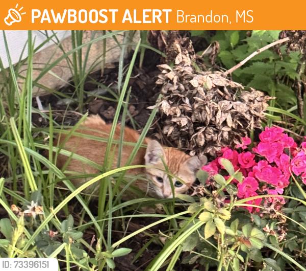 Found/Stray Unknown Cat last seen Brenhaven Blvd, Brandon, MS 39047