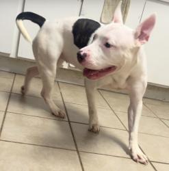 Lost Female Dog last seen Wichita St Pasadena tx 77502, Pasadena, TX 77502