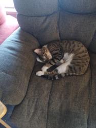 Lost Male Cat last seen Jefferson and Elm, Bellingham, WA 98225