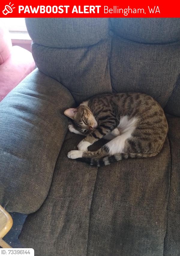 Lost Male Cat last seen Jefferson and Elm, Bellingham, WA 98225