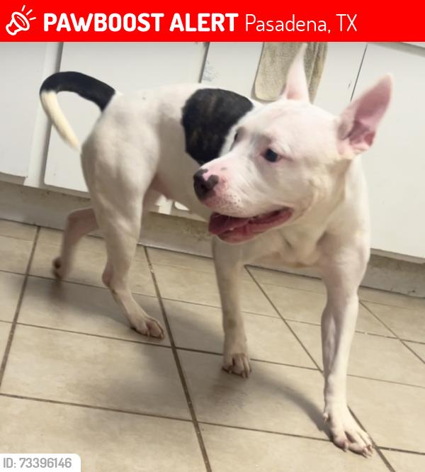 Lost Female Dog last seen Wichita St Pasadena tx 77502, Pasadena, TX 77502