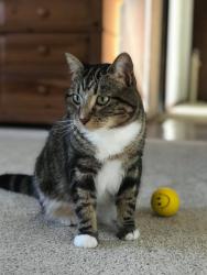 Reunited Male Cat last seen Smith Pond Rd, Watertown, CT 06795