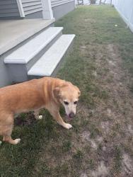 Reunited Male Dog last seen Martlet lane, Virginia Beach, VA 23456