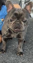 Reunited Male Dog last seen Near Delight St, Santa Clarita, CA 91351, USA, Santa Clarita, CA 91351