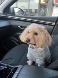 Lost Male Dog last seen Near blackrock ave, The Bronx, NY 10472