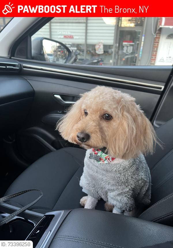Lost Male Dog last seen Near blackrock ave, The Bronx, NY 10472