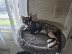 Lost Female Cat last seen 12th and Green leaf, Nampa, ID 83686