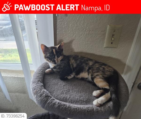 Lost Female Cat last seen 12th and Green leaf, Nampa, ID 83686