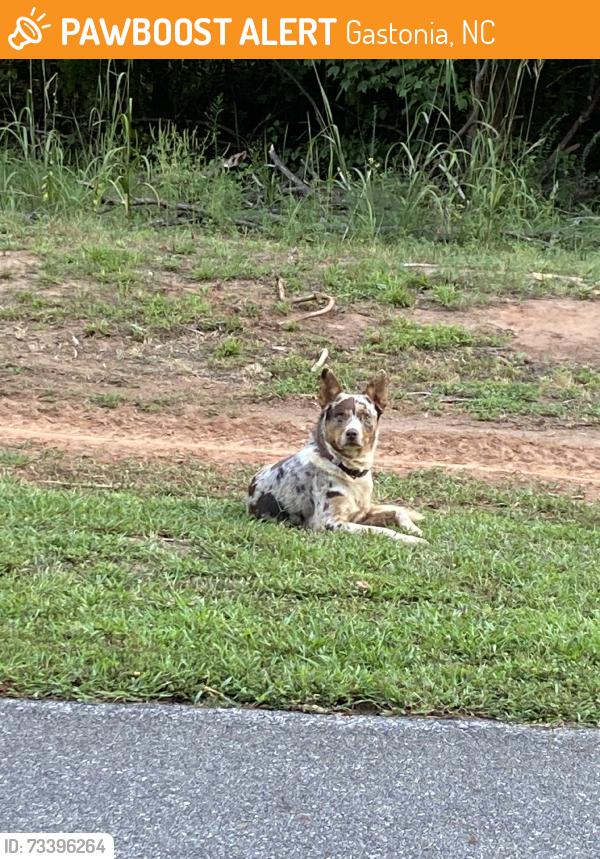 Found/Stray Male Dog last seen Grissom rd and Ferguson rd., Gastonia, NC 28052