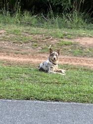 Found/Stray Male Dog last seen Grissom rd and Ferguson rd., Gastonia, NC 28052