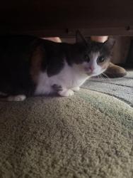Found/Stray Female Cat last seen The Residences apmt complex, Suwanee, GA 30024