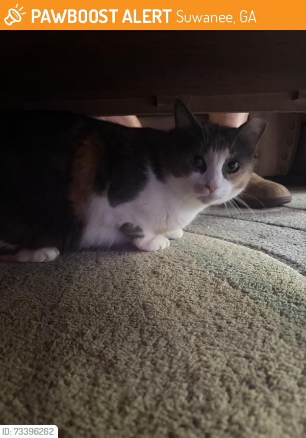 Found/Stray Female Cat last seen The Residences apmt complex, Suwanee, GA 30024