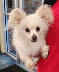 Shelter Stray Unknown Dog last seen Near Franklin, PONTIAC, MI, 48341, 1200 N Telegraph Building 42E, Pontiac, MI 48340, USA
