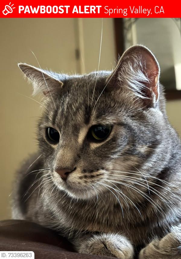 Lost Female Cat last seen Central Ave., Spring Valley, CA 91977