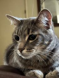 Lost Female Cat last seen Central Ave., Spring Valley, CA 91977