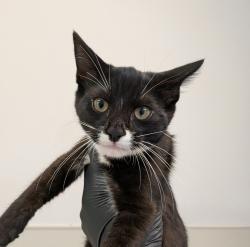 Shelter Stray Male Cat last seen Euclid Avenue, San Diego, CA, 92105, 5500 Gaines St, San Diego, CA 92110, USA