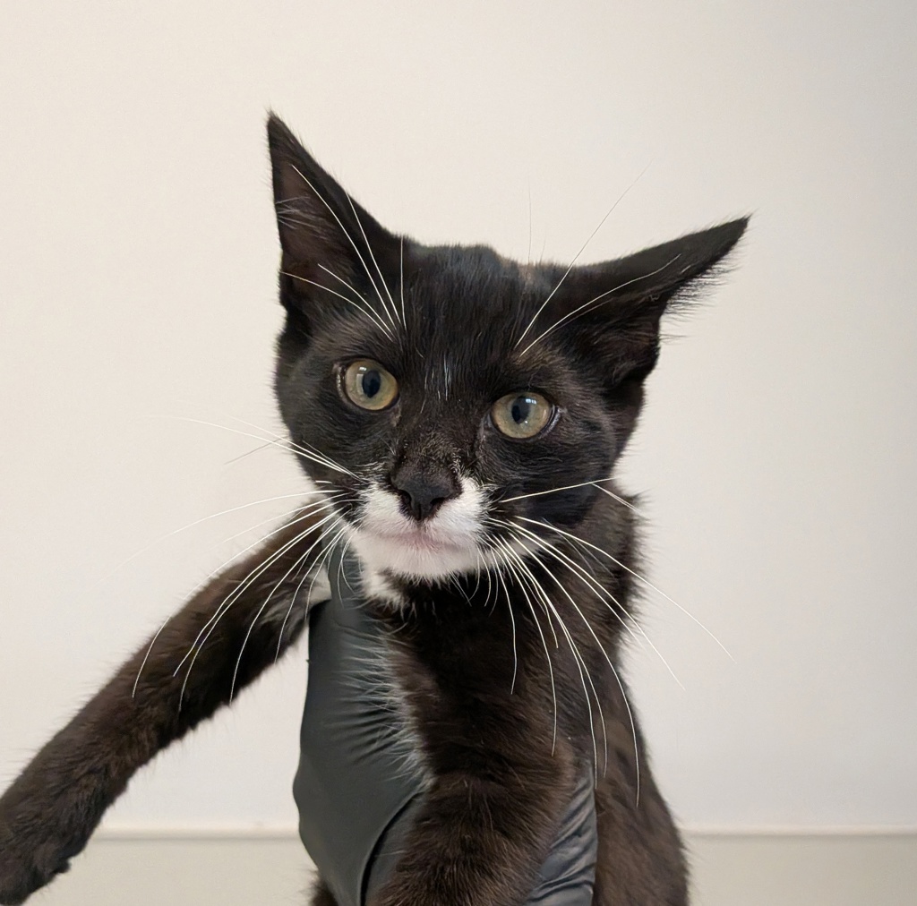 Shelter Stray Male Cat last seen Euclid Avenue, San Diego, CA, 92105, 5500 Gaines St, San Diego, CA 92110, USA