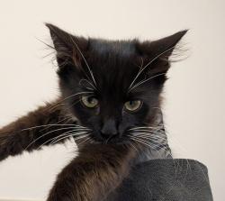 Shelter Stray Female Cat last seen Euclid Avenue, San Diego, CA, 92105, 5500 Gaines St, San Diego, CA 92110, USA