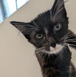 Shelter Stray Male Cat last seen Euclid Avenue, San Diego, CA, 92105, 5500 Gaines St, San Diego, CA 92110, USA