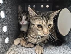 Shelter Stray Female Cat last seen Near E 110 Street, NEW YORK, NY, 10029, 326 E 110th St, New York, NY 10029, USA