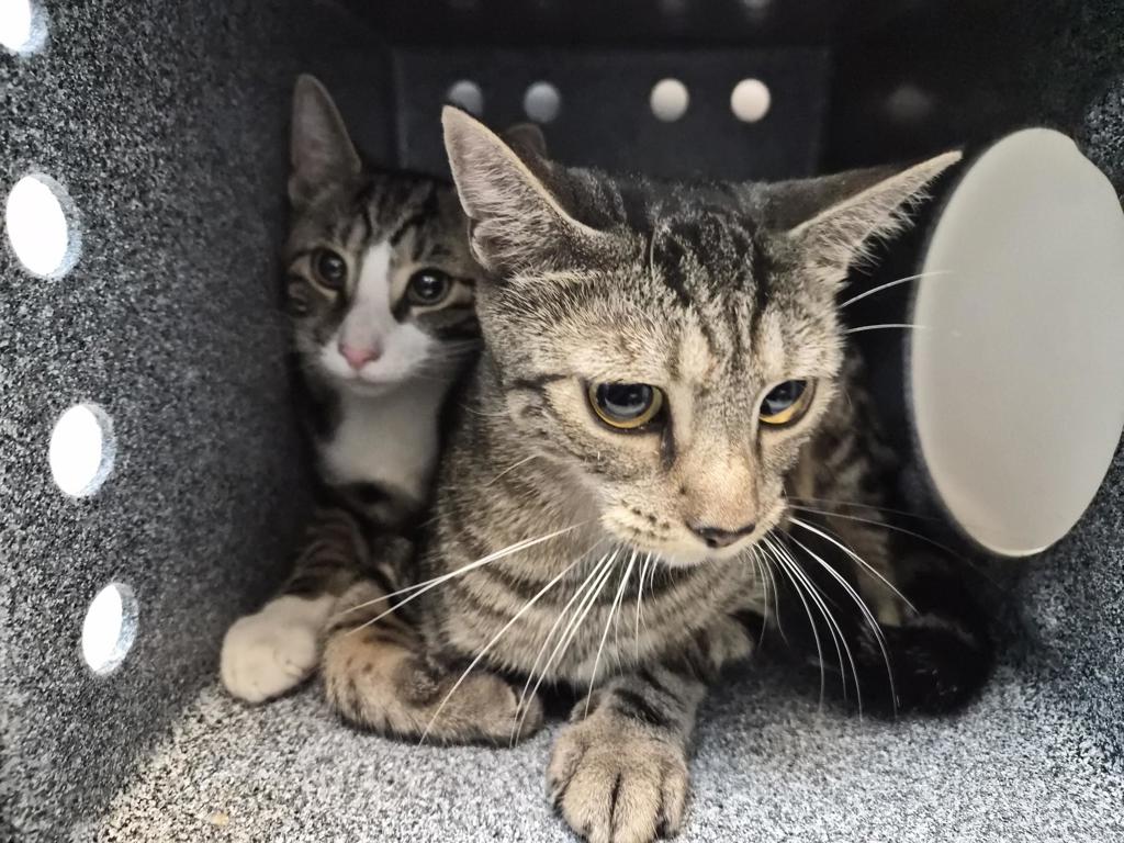 Shelter Stray Female Cat last seen Near E 110 Street, NEW YORK, NY, 10029, 326 E 110th St, New York, NY 10029, USA