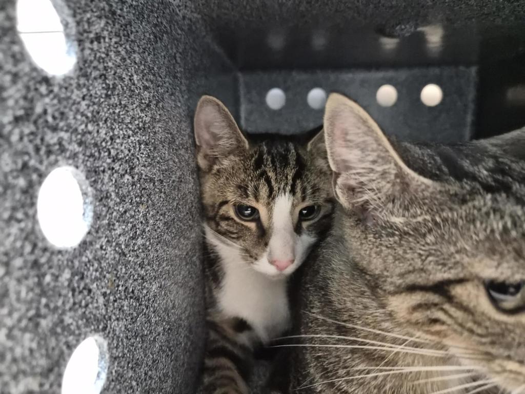 Shelter Stray Male Cat last seen Near E 110 Street, NEW YORK, NY, 10029, 326 E 110th St, New York, NY 10029, USA