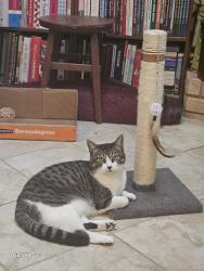 Lost Female Cat last seen Fretz&2nd st, Edmond, OK 73003