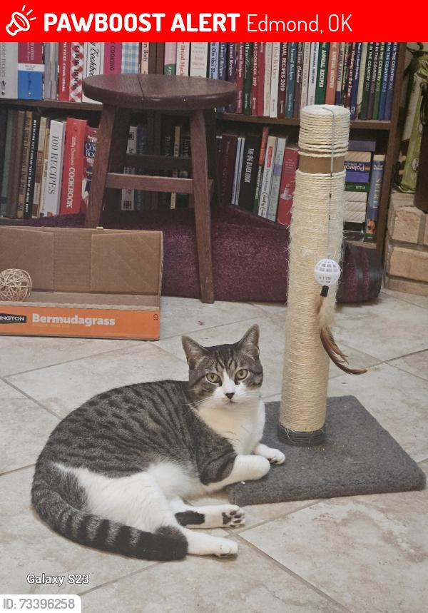 Lost Female Cat last seen Fretz&2nd st, Edmond, OK 73003