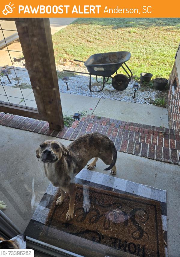 Found/Stray Female Dog last seen Jule Martin Rd, Anderson, SC 29621