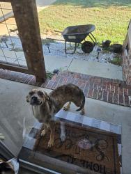 Found/Stray Female Dog last seen Jule Martin Rd, Anderson, SC 29621