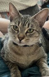Lost Female Cat last seen Belle porte ave &255 st, Los Angeles, CA 90710