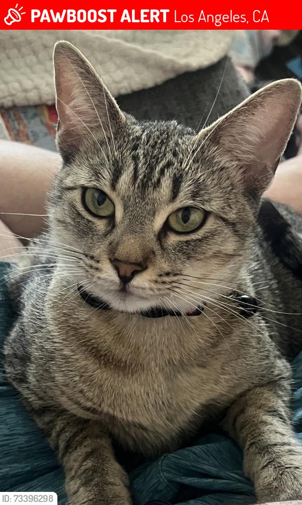 Lost Female Cat last seen Belle porte ave &255 st, Los Angeles, CA 90710