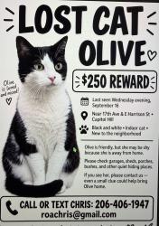 Reunited Female Cat last seen Harrison and 17th Ave E, Seattle, WA 98112