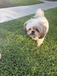 Reunited Unknown Dog last seen Palmdale blvd, Palmdale, CA 93550