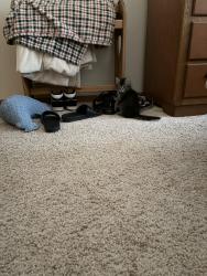 Lost Male Cat last seen Vogt rd, Bend, OR 97701