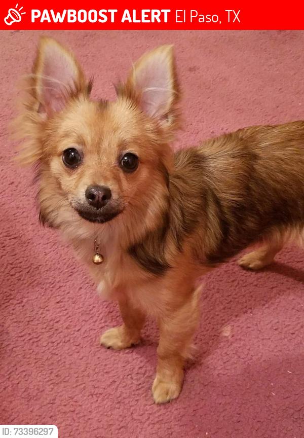 Lost Female Dog last seen Delta Alameda, El Paso, TX 79905