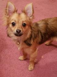 Lost Female Dog last seen Delta Alameda, El Paso, TX 79905