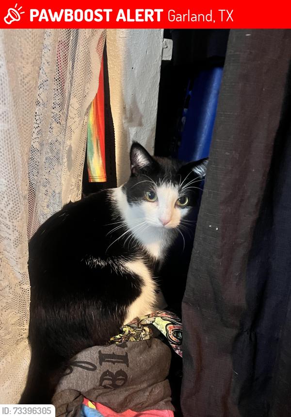 Lost Male Cat last seen Bussey Middle School, Garland, TX 75040