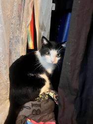 Lost Male Cat last seen Bussey Middle School, Garland, TX 75040