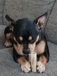 Reunited Male Dog last seen Southeast holgate and 122nd avenue, Portland, OR 97266
