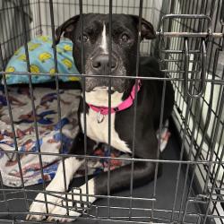 Shelter Stray Female Dog last seen , Animal Care & Control Team of Philly, 111 W Hunting Park Ave, Philadelphia, PA 19140, USA