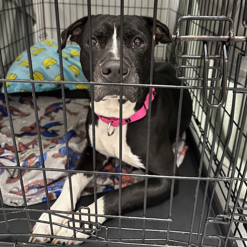 Shelter Stray Female Dog last seen , Animal Care & Control Team of Philly, 111 W Hunting Park Ave, Philadelphia, PA 19140, USA