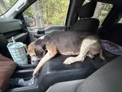 Found/Stray Male Dog last seen 348b and Frazier road, Angelina County, TX 75980