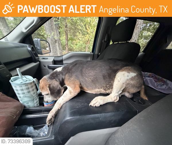 Found/Stray Male Dog last seen 348b and Frazier road, Angelina County, TX 75980